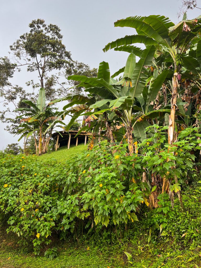tropical plants in minca, colombia