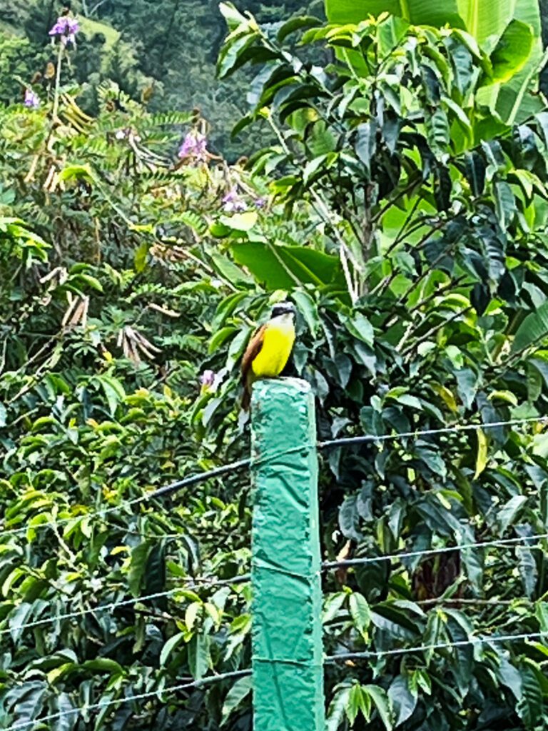 a colorful bird in colombia