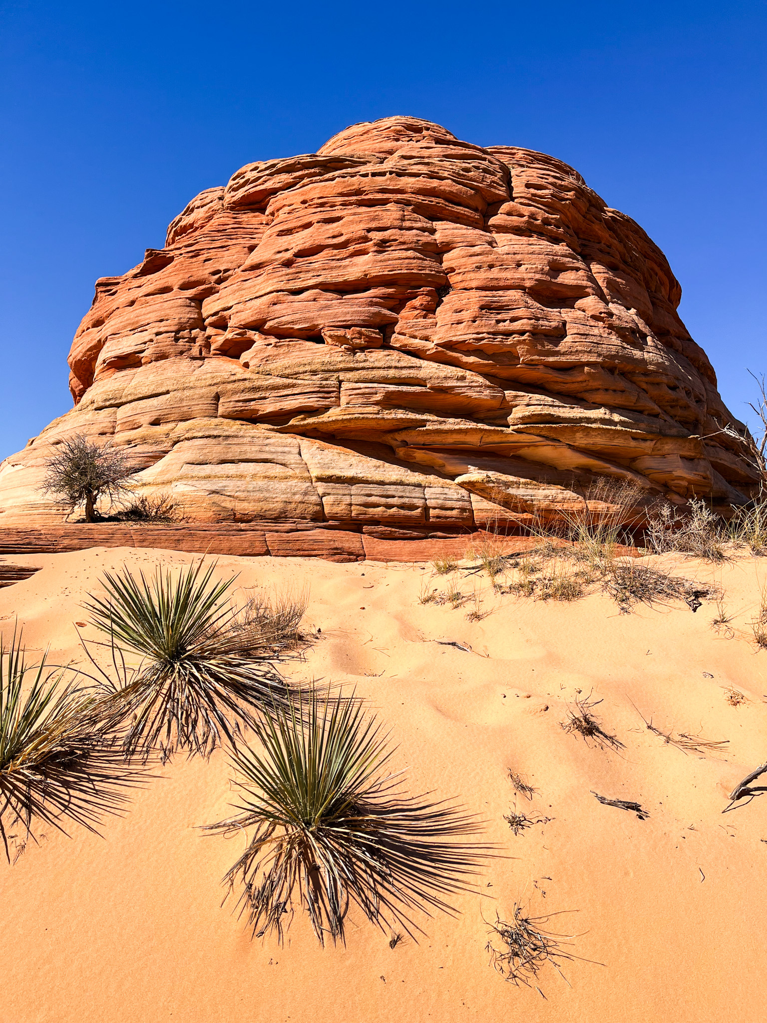 Checkerboard Mesa Hike A Complete Guide (Zion National Park)